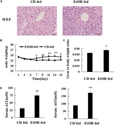 The Long Non-coding RNA MEG3/miR-let-7c-5p Axis Regulates Ethanol-Induced Hepatic Steatosis and Apoptosis by Targeting NLRC5